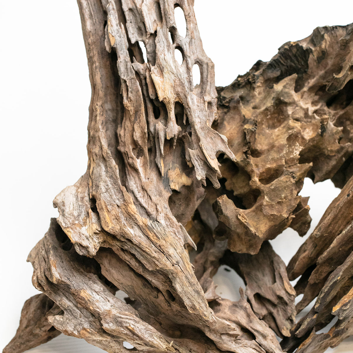 AQPET ZEN WOOD DRAGON WOOD