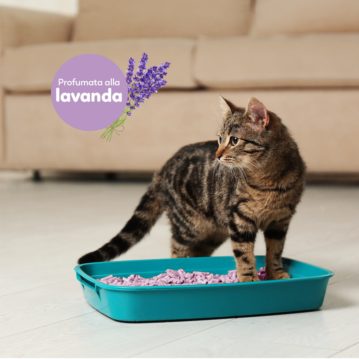 AQPET FRIENDS Catty Green Lettiera Alla Soia Profumazione Lavanda 6LT Per Gatti Super Assorbente Antiodore Igiene Gatto