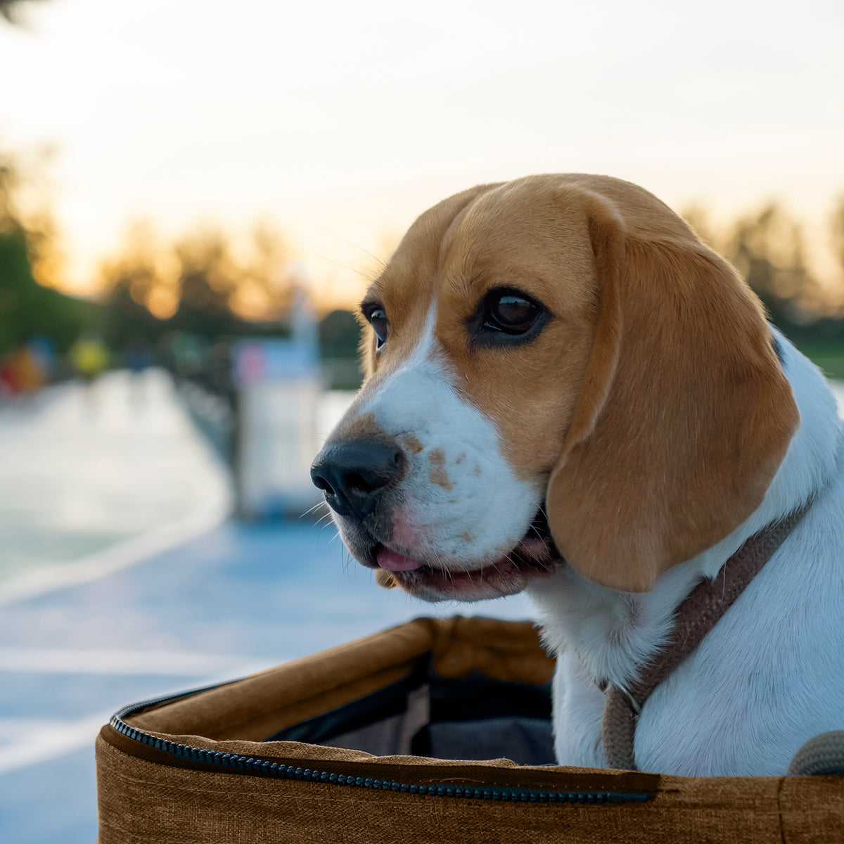 AQPET FRIENDS Passeggino Comodo E Pratico Per Cani Taglia Media / Piccola Per Cani E Gatti Viaggio Sicuro