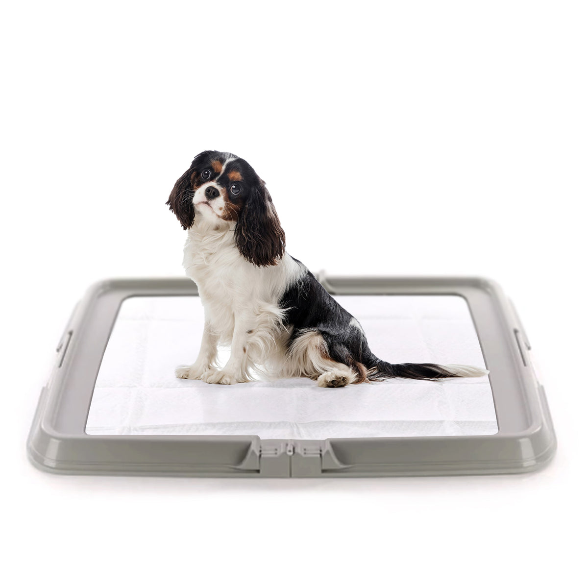AQPET FRIENDS Lettiera per Cani, Toilette Pieghevole 86x62 cm, Vassoio Porta Tappetini Assorbenti, Ideale per Addestramento Cuccioli e Uso in Casa