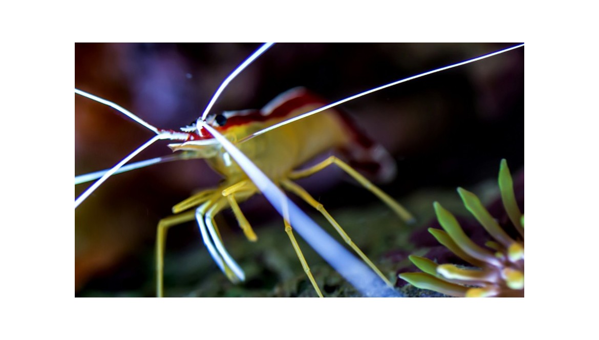 Invertebrati marini in acquario reef: guida pratica per un ecosistema vivo e naturale