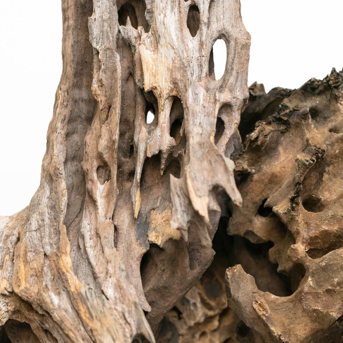 AQPET ZEN WOOD DRAGON WOOD