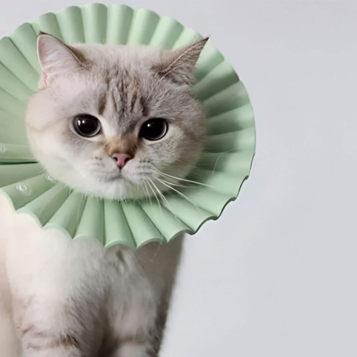 AQPET FRIENDS Soft Elizabethan Collar for Cats, Pets, Flexible and Lightweight Plastic, Double Layer, Adjustable and Comfortable, Post-Operative and Wound Protection