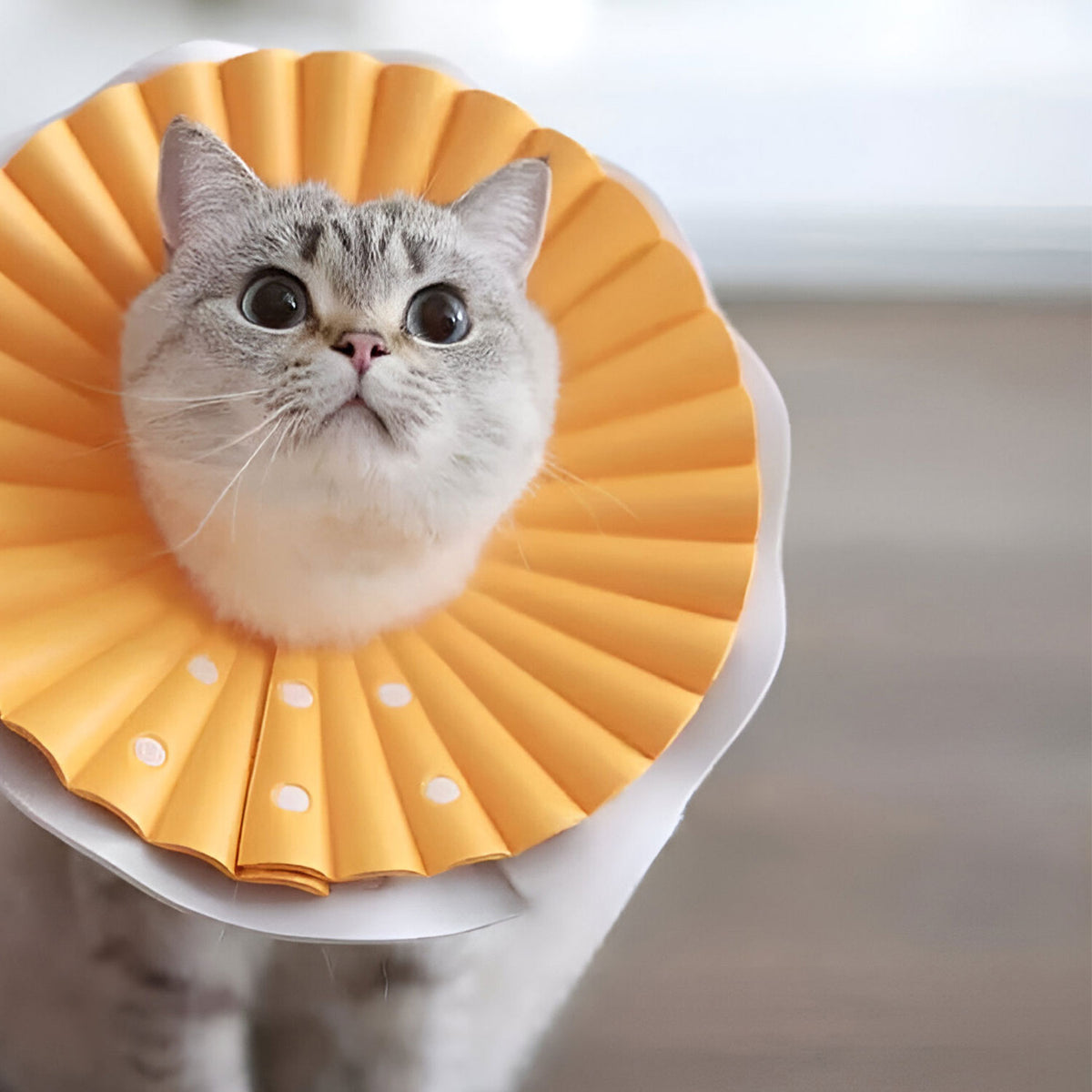 AQPET FRIENDS Collare Elisabettiano Morbido per Gatti, animali, Plastica Flessibile e Leggera, Doppio Strato, Regolabile e Confortevole, Protezione Post-Operatoria e Ferite