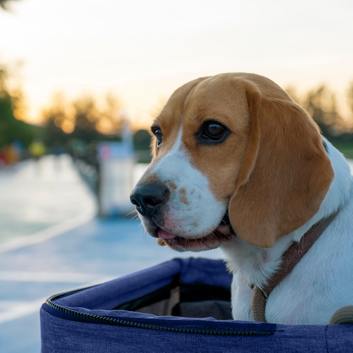 AQPET FRIENDS Passeggino Comodo E Pratico Per Cani Taglia Media / Piccola Per Cani E Gatti Viaggio Sicuro