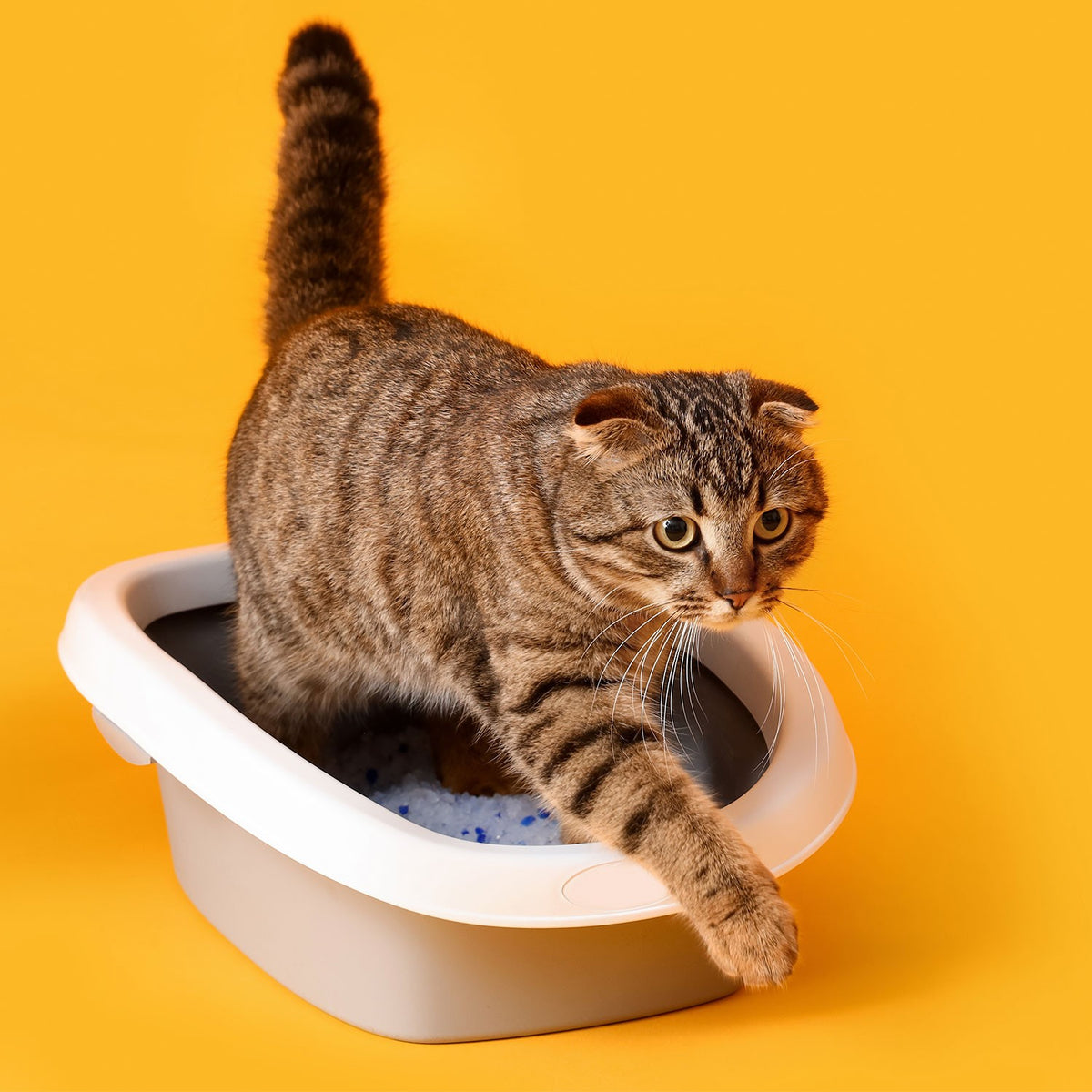 AQPET FRIENDS Catty Silicon Cat Litter - Super Absorbent, Odor Control, Cat Hygiene
